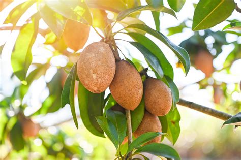 synonyms for plum|Sapodilla plums .